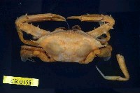 藏品(看守長眼蟹)的圖片